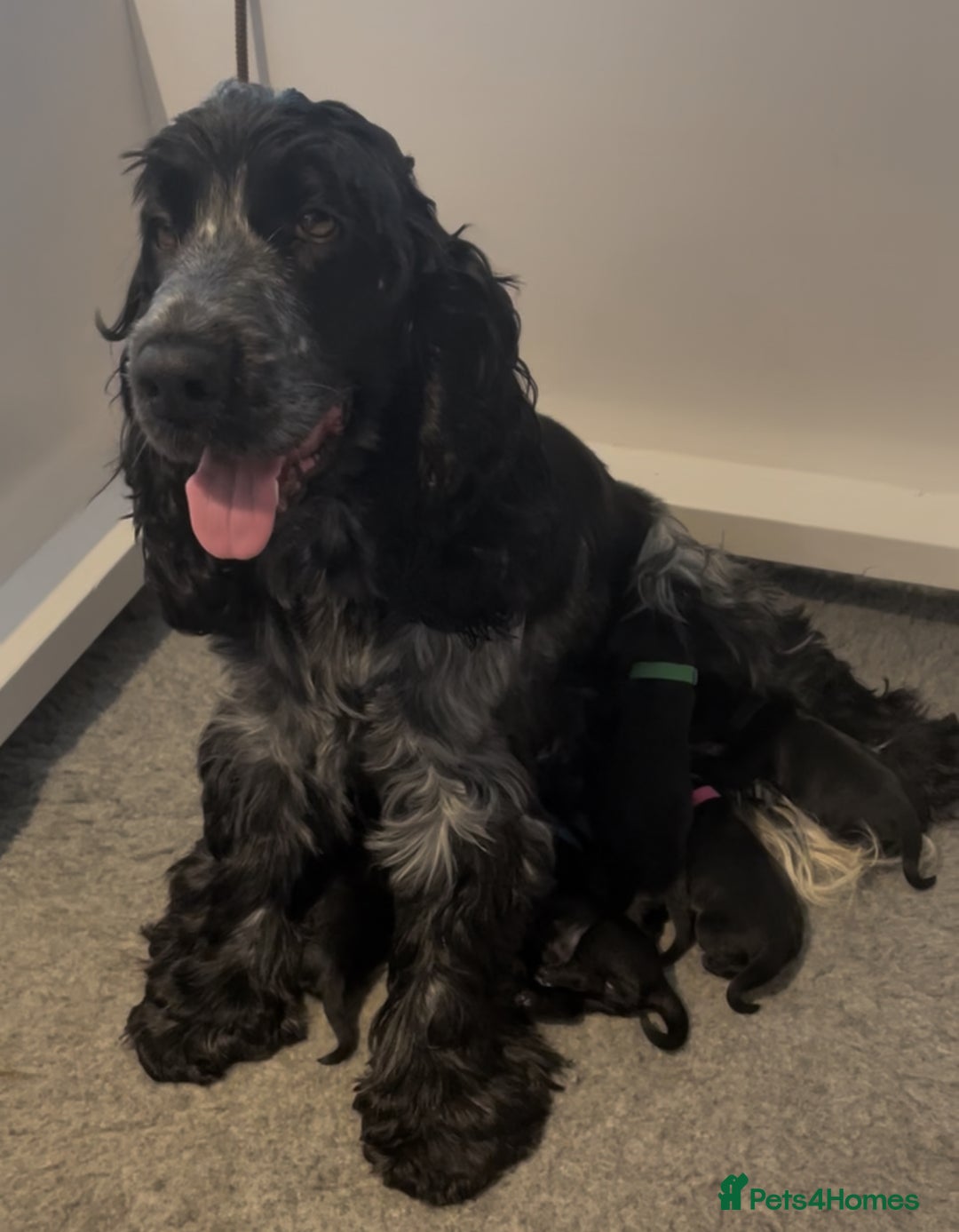 Cockapoo dogs for sale: F1 Cockerpoo pups. KC parents & health tests - Image 4