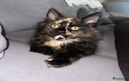 Maine Coon cats for sale: TICA registered Maine Coon kittens  - Image 14