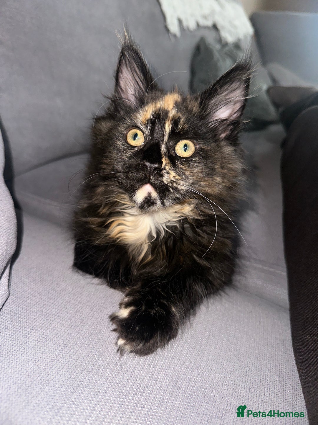 Maine Coon cats for sale: TICA registered Maine Coon kittens  - Image 14