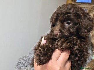 Cockapoo dogs Cockapoo puppies - Advert 12