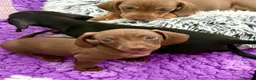 Dachshund dogs for sale: Miniature Smooth Haired Dachshunds  - Advert 4