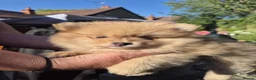 Pomeranian dogs for sale: Two Lovely Sable Purebred Pomeranian Puppies - Advert 4