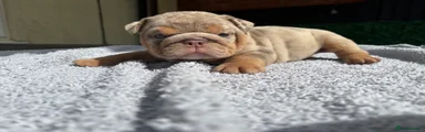 English Bulldog 6