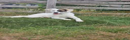 Mixed Breed dogs for adoption: Dhylis - Advert 1