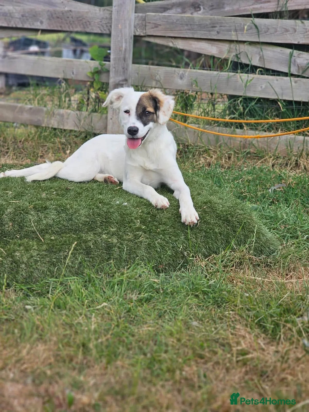 Mixed Breed dogs for adoption: Dhylis - Advert 1