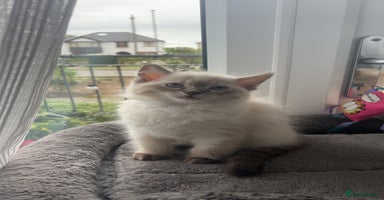 Ragdoll cats - Advert 13
