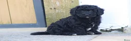 Cavapoochon dogs for sale: Beautiful Cavapoochon puppies for sale - Advert 11