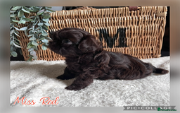 Shih Tzu dogs for sale: Stunning KC chocolate imperial Shihtzu puppies - Image 19
