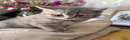 British Shorthair cats for sale: Male British short hair kitten - Advert 9