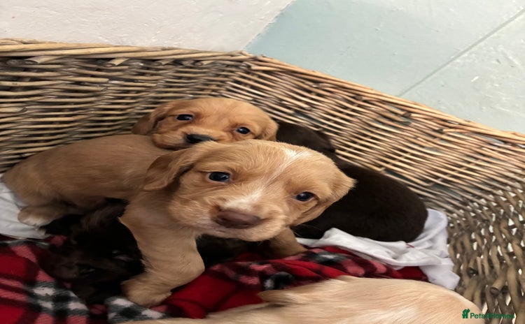 Cocker Spaniel dogs - Advert 10