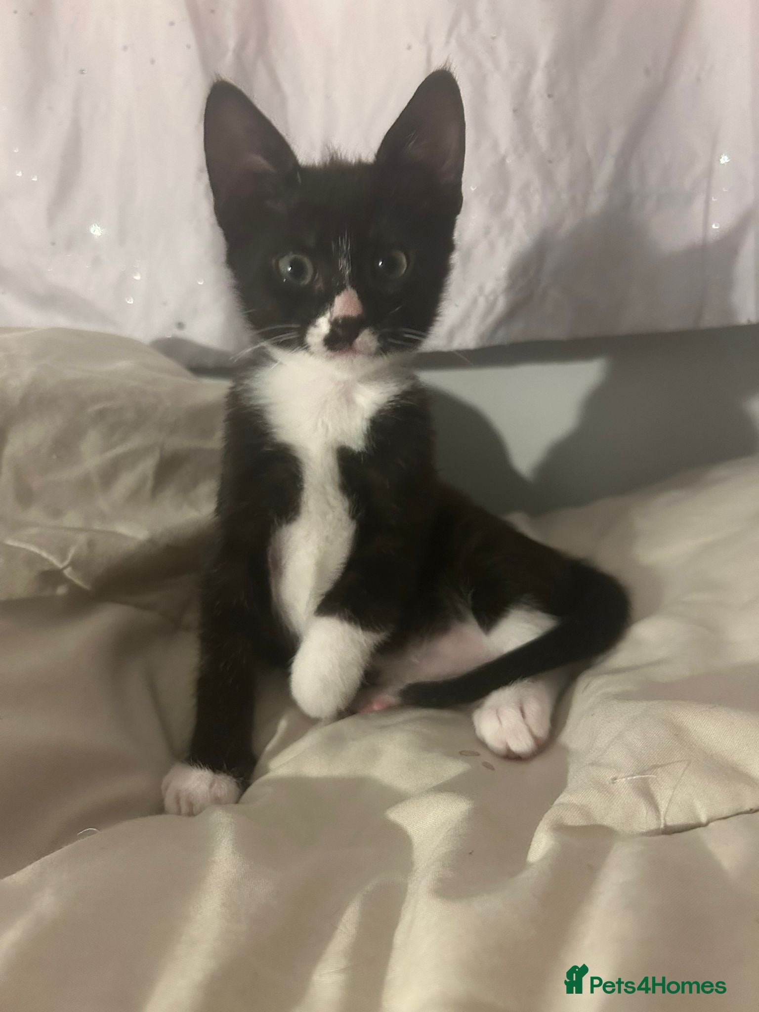 Domestic Shorthair cats One Male Beautiful kittens 5* homes  - Advert 2