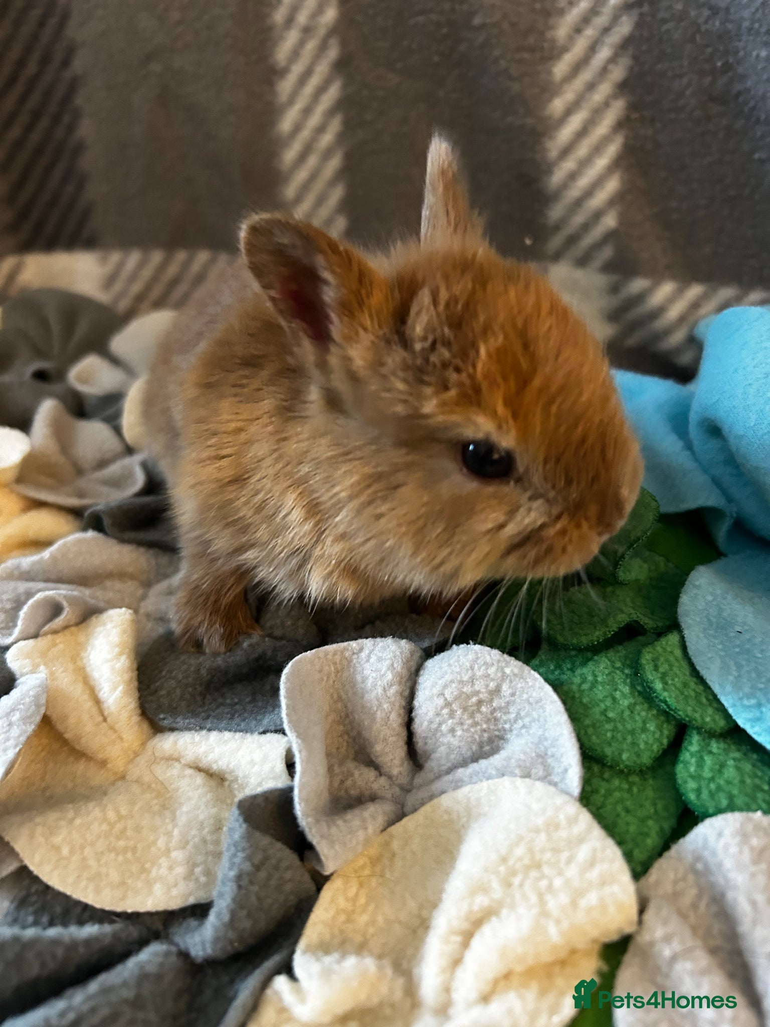 Mixed Breed rabbits for sale: Adorable baby rabbits ready for sale now - Advert 5