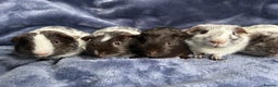 Guinea Pig rodents for sale: Dalmation baby Guinea pigs - Advert 3