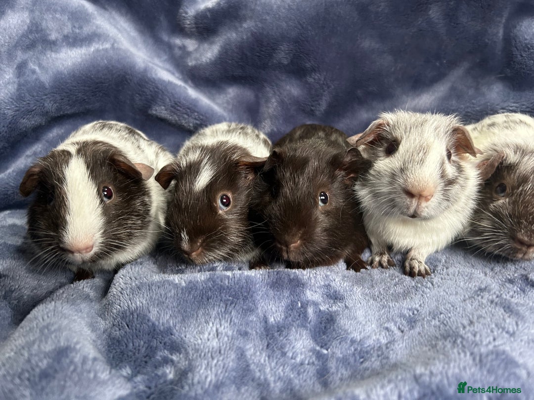 Guinea Pig rodents for sale: Dalmation baby Guinea pigs - Advert 3