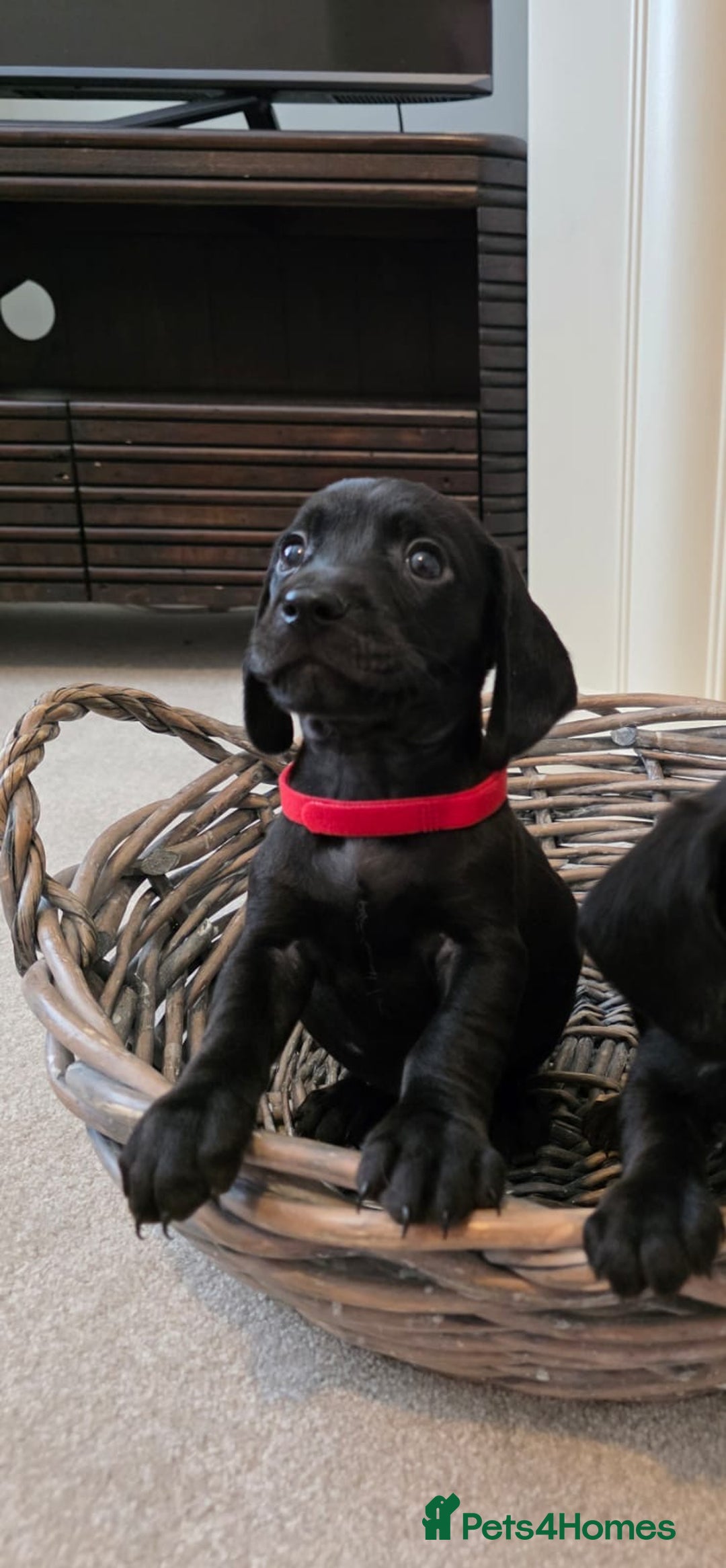 Cocker Spaniel dogs for sale: Cocker spaniel pups  - Image 5