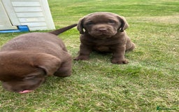 Labrador Retriever dogs for sale: Chunky Chocolate Labrador Puppies - Image 14