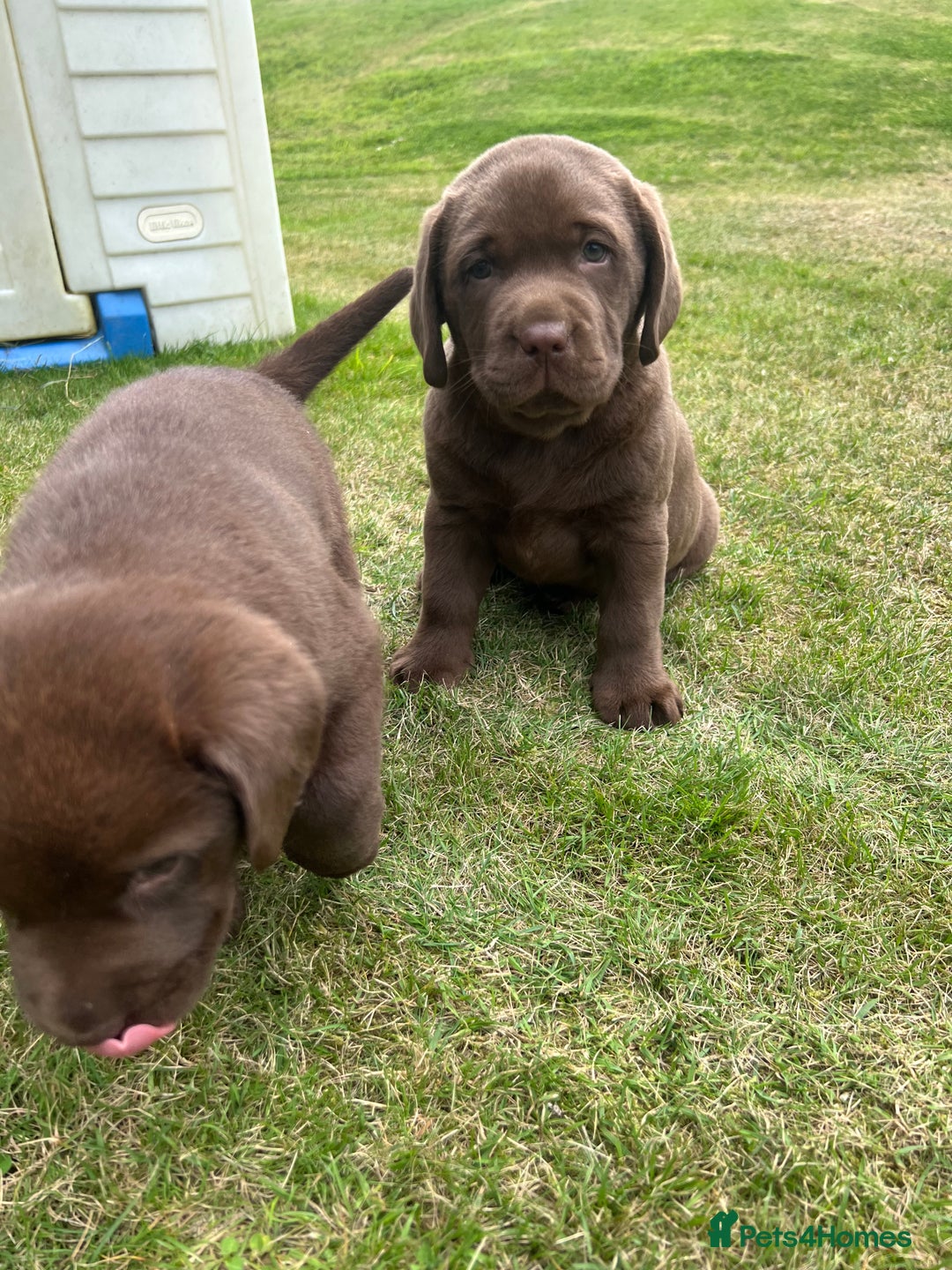 Labrador Retriever dogs for sale: Chunky Chocolate Labrador Puppies - Image 14