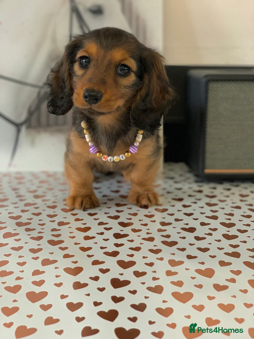 Miniature Dachshund dogs for sale: KC Registered true to type Longhaired mini’s - Advert 5