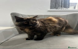 British Shorthair cats for sale: Female British Longhair Cat - Image 2