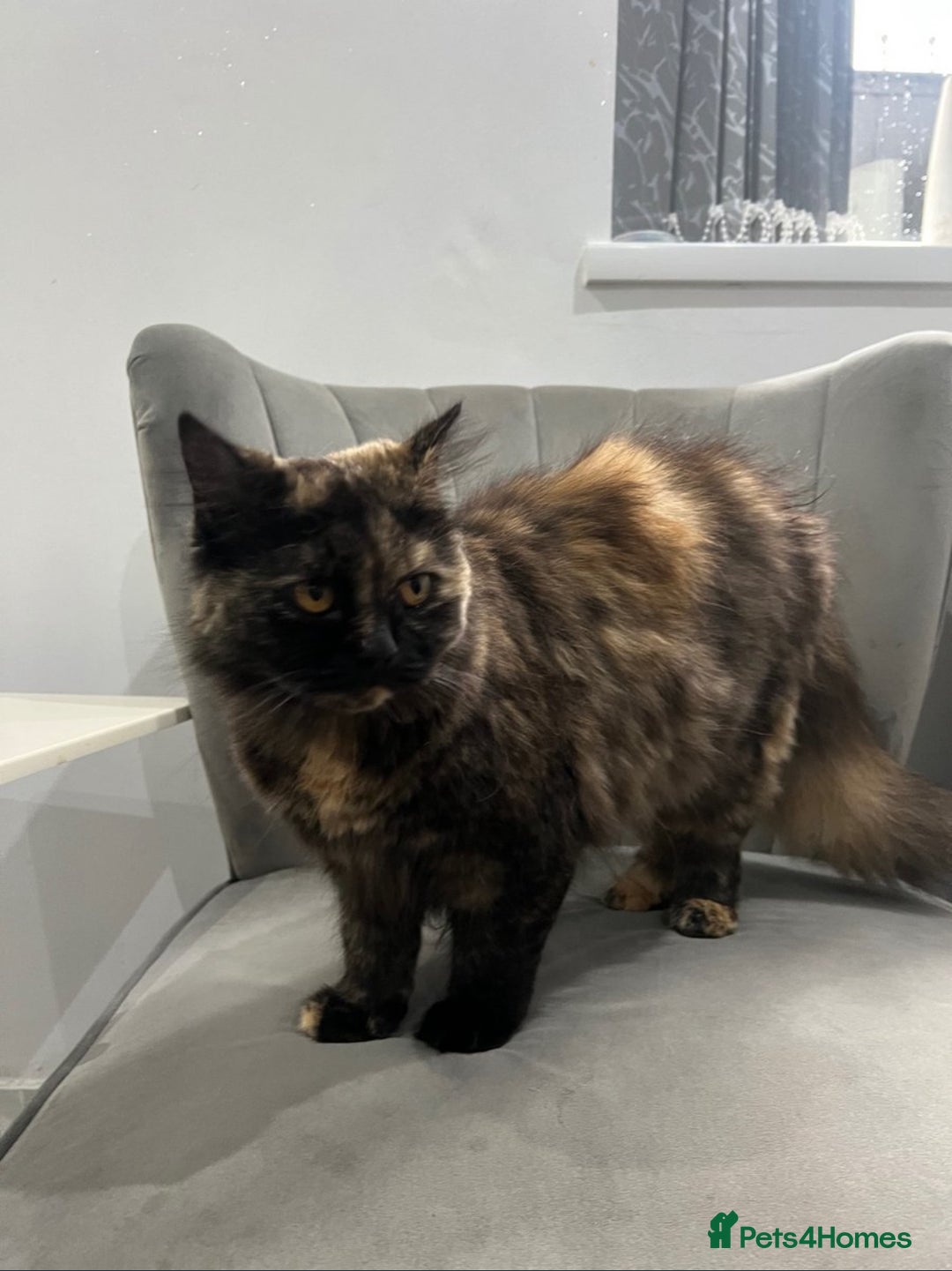 British Shorthair cats for sale: Female British Longhair Cat - Image 2