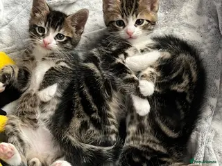 Mixed Breed cats 3 Playful beautiful kittens, 1 girl 2 boys - Advert 14