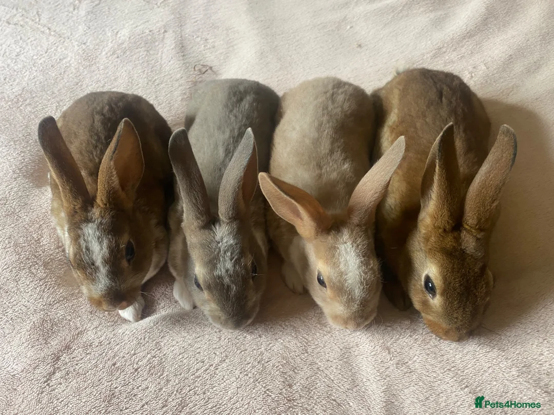 Rex rabbits for sale: Stunning Mini Rex Babies + Standard Rex Does in Spalding - Advert 2