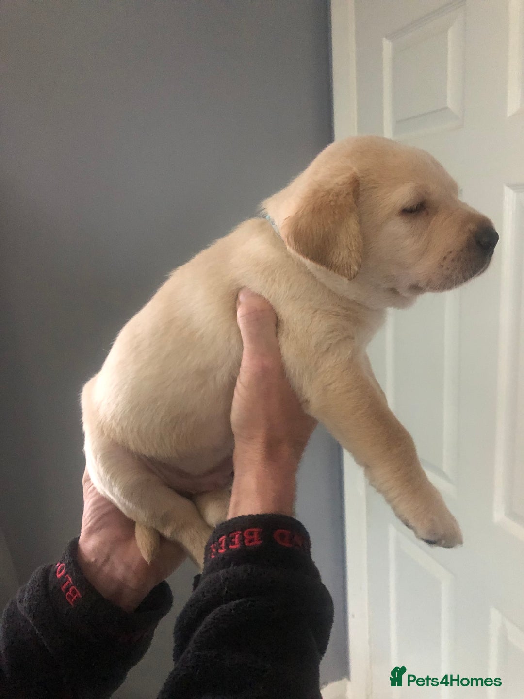 Labrador Retriever dogs for sale: Labrador pups - Advert 22