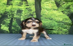 Cocker Spaniel dogs for sale: Cocker spaniel puppies - Image 2
