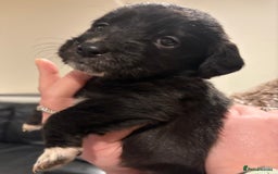 Mixed Breed dogs for sale: Lab/cockapoo cross - Image 4