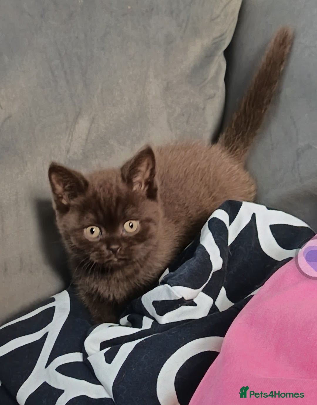 British Shorthair cats *Beautiful GCCF Reg'd Kittens*DNA Tested Parents* - Advert 8