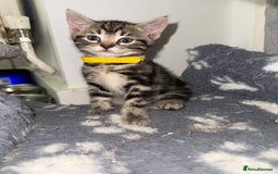 Mixed Breed cats for sale: Beautiful Kittens for sale!  - Image 9