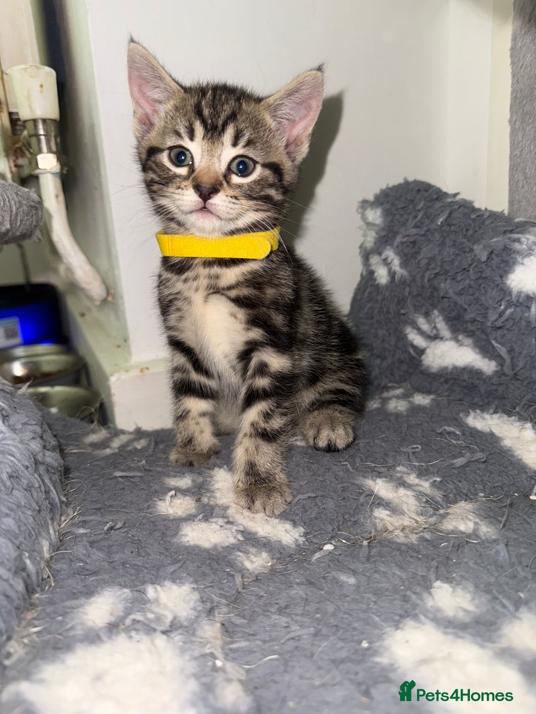 Mixed Breed cats for sale: Beautiful Kittens for sale!  - Image 9