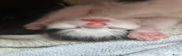 Mixed Breed cats for sale: Queen's 3 little biscuits  - Advert 24