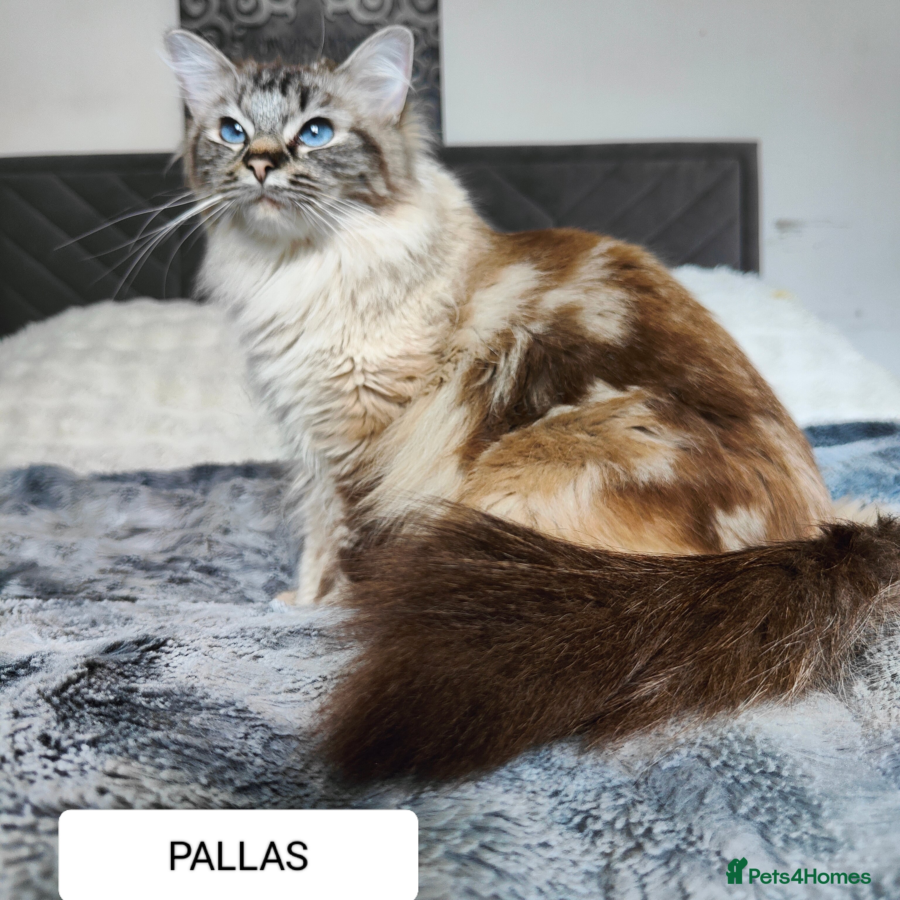 Ragdoll cats Ragdoll Cat  - Advert 1