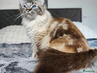 Ragdoll cats Ragdoll Cat - Advert 1