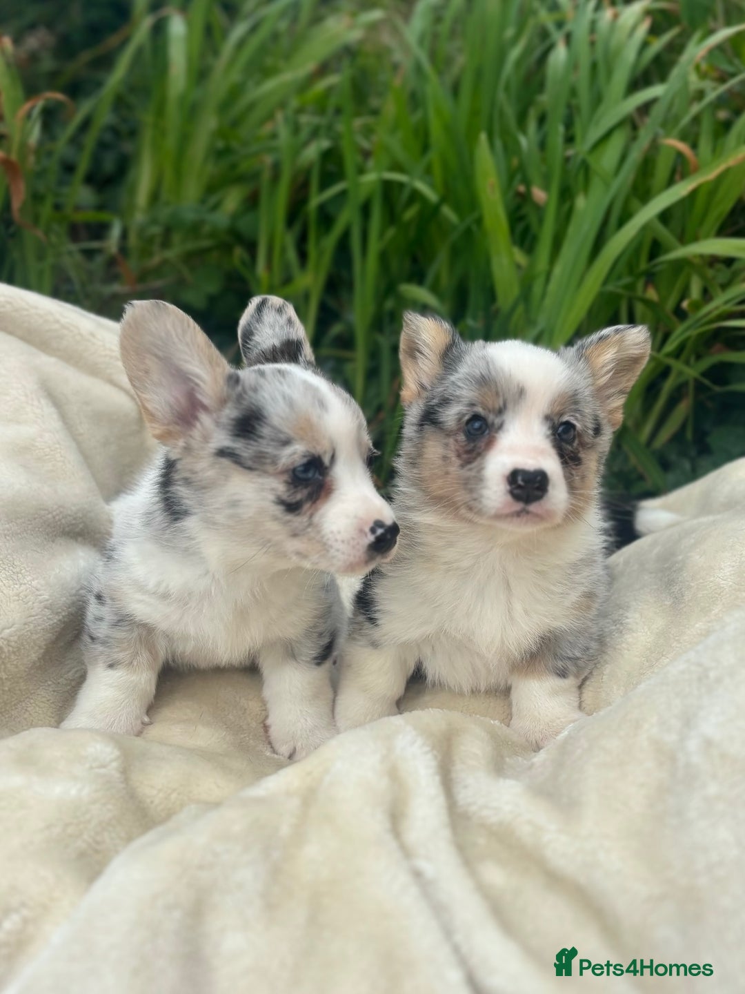 Welsh Corgi Cardigan dogs for sale: ⭐️Beautiful Cardiganshire Corgi Pups⭐️*1 LEFT* - Image 23