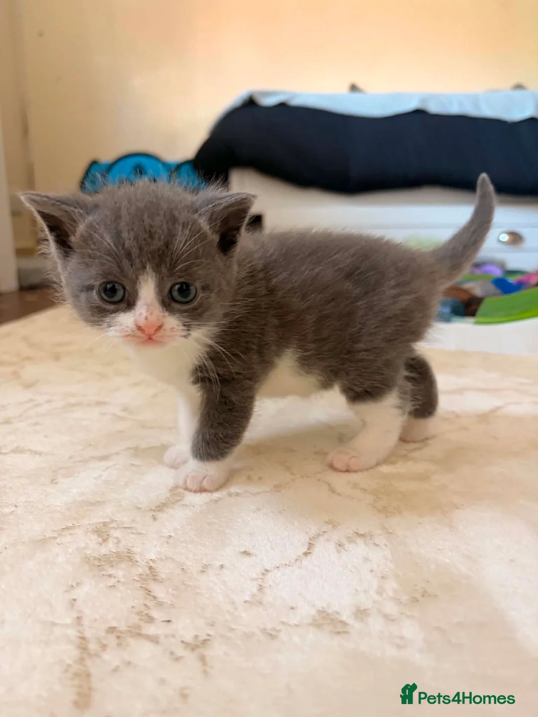 British Shorthair cats for sale: British shorthand cross domestic - Advert 3
