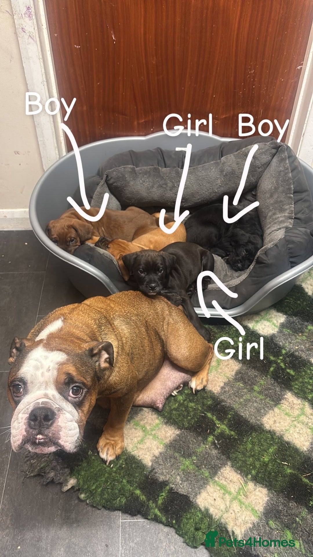 Mixed Breed dogs for sale: English boodles - Advert 1