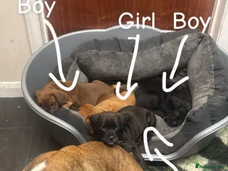 Mixed Breed dogs English boodles - Advert 2