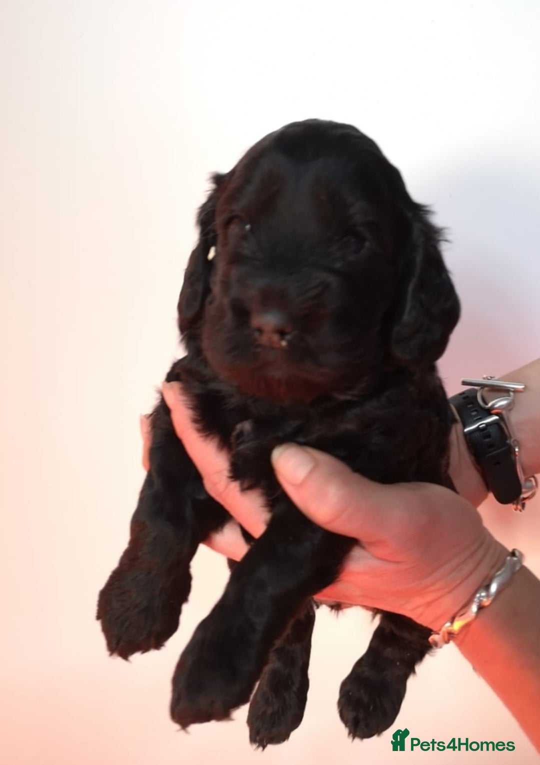 Cockapoo dogs for sale: Stunning F1 Cockapoo Girl  - Advert 5