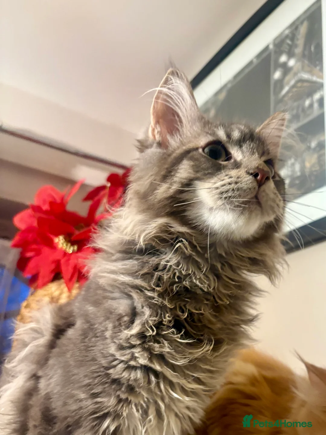 Maine Coon cats for sale: Maine coon xl - Advert 10