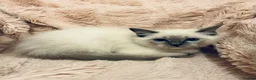 Ragdoll cats for sale: Degruchi Cattery has show quality kittens for sale in Petersfield - Advert 23