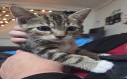 British Shorthair cats for sale: 9 wk old  - Image 2