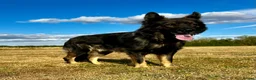 German Shepherd dogs for sale: Quality, Purebred, Large, Family Raised GSD Pups - Advert 20