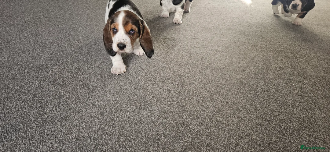 Basset Hound dogs for sale: One Beautiful Basset Hound Pup (Bertha) remaining. - Advert 7