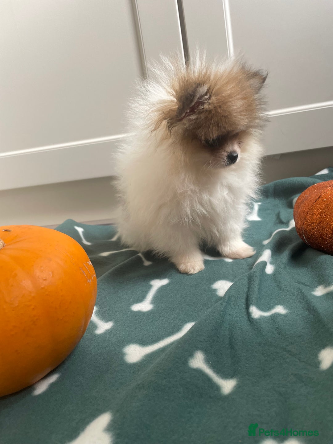 Pomeranian dogs for sale: Fluffy Pomeranian puppies - Image 18