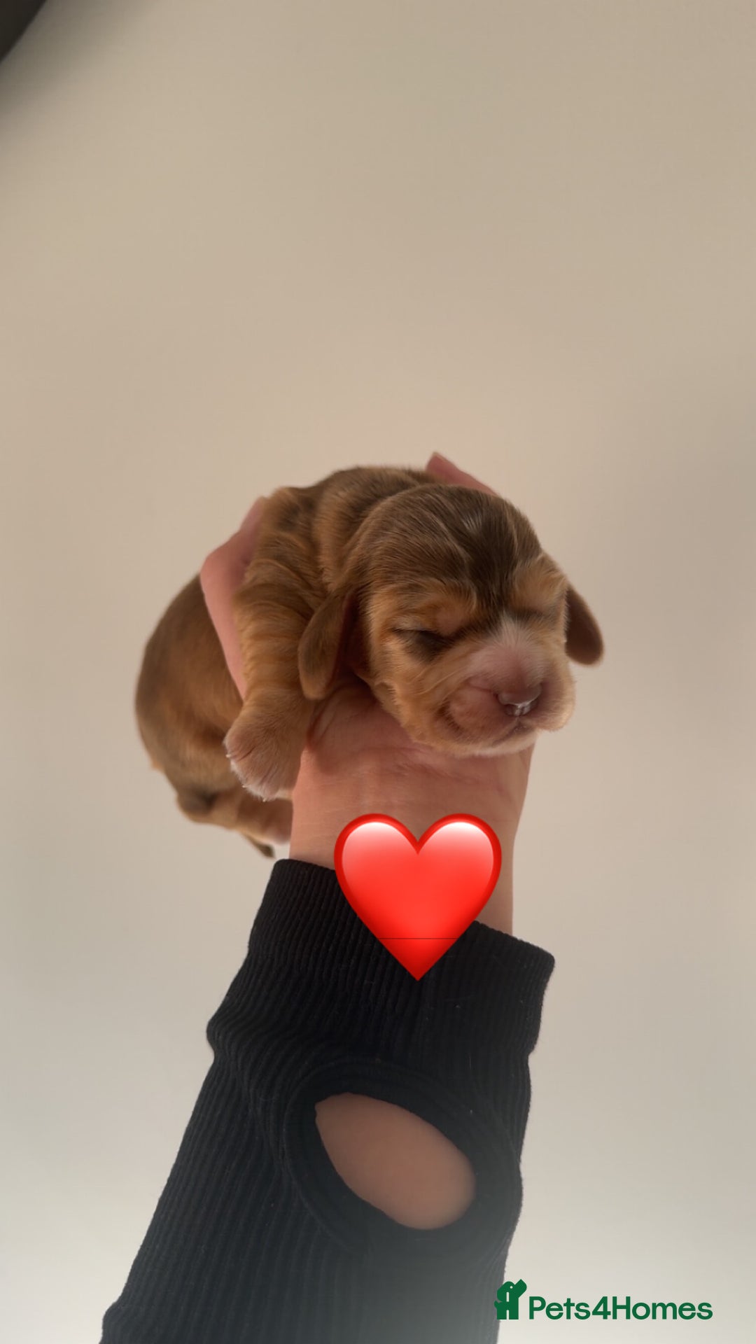 Cocker Spaniel dogs for sale: Stunning KC show cocker spaniels  - Image 26