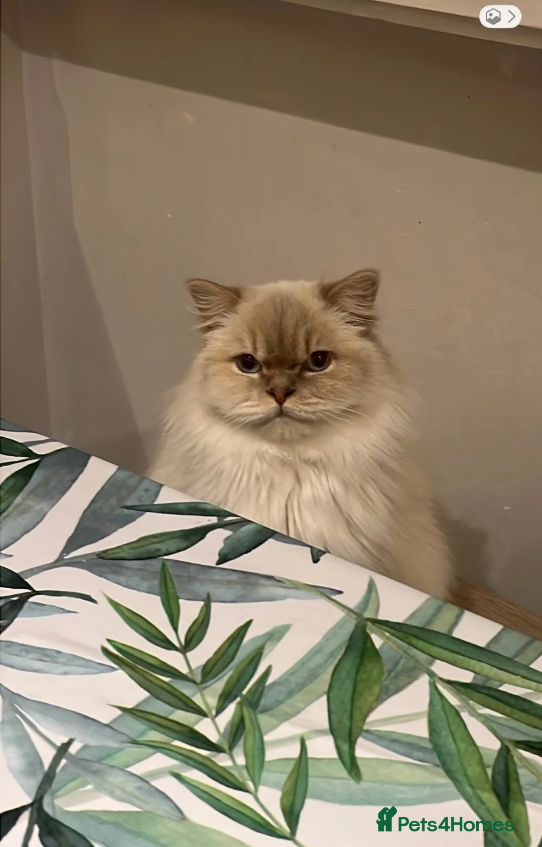 Mixed Breed cats for sale: 2 gorgeous boys ( Timmy & Bluey )  - Advert 1