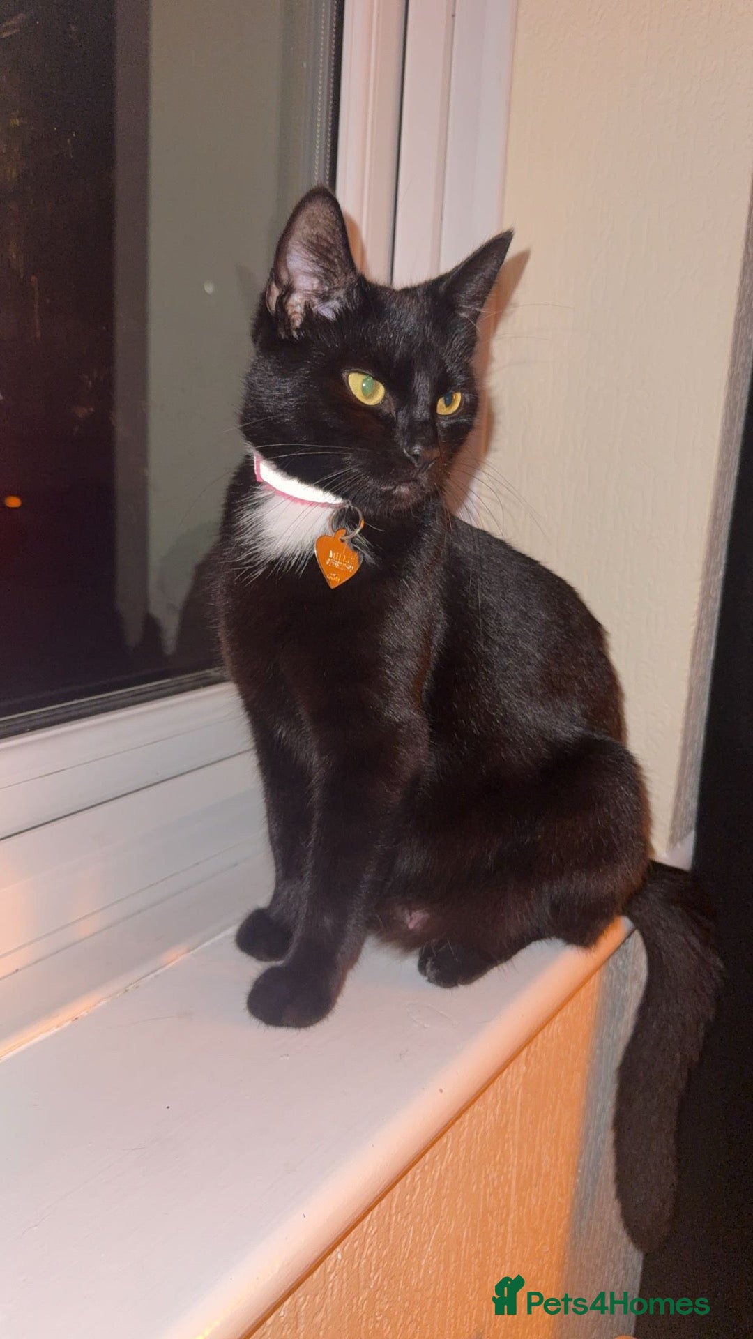 Mixed Breed cats 2 kittens waiting for their home! - Advert 1