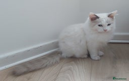 Ragdoll cats for sale: RAGDOLL BICOLOUR BOY BLUE EYES READY NOW! - Image 32